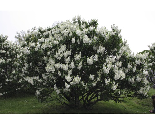 Blühender Fliederstrauch im Garten