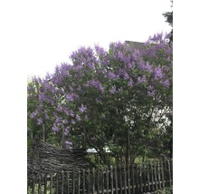 Lilas en fleurs dans le jardin derrière des clôtures en bois