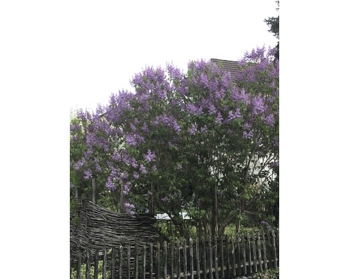 Blühender Fliederbaum im Garten hinter Holzzäunen