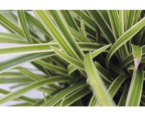 Detailaufnahme einer Grünlilie