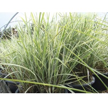 Herbe ornementale en pot avec des feuilles oblongues