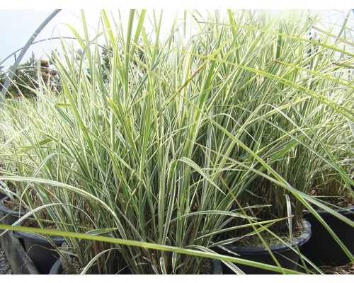 Herbe ornementale en pot avec des feuilles oblongues