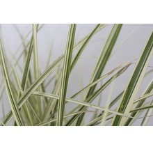 Gros plan d''une graminée d''ornement aux feuilles rayées