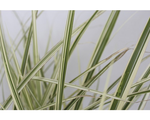 Gros plan d''une graminée d''ornement aux feuilles rayées