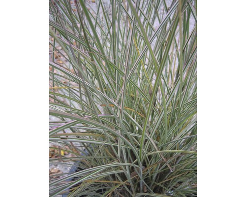 Gestreiftes Gartenrohr Gras im Detail.