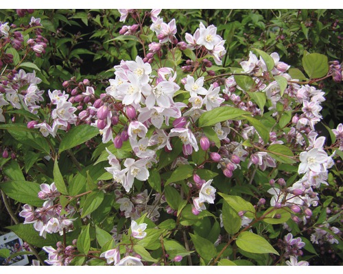 Blütenstrauch mit weißen und rosa Blüten