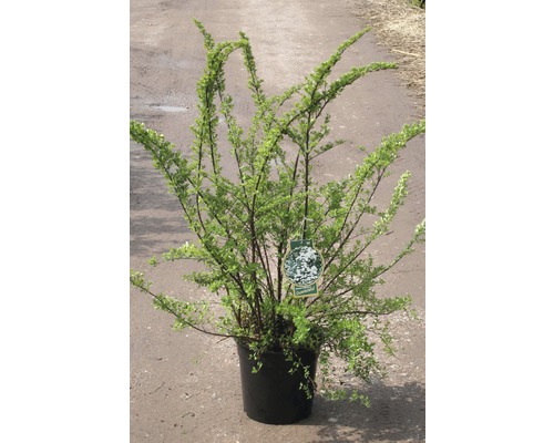 Spirée du Japon FloraSelf Spiraea nipponica 'Snowmound' H 80-100 cm Co 10 L Arbuste d''ornement en pot