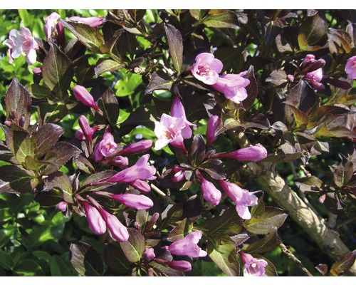 Nahaufnahme einer Weigelie-Pflanze mit violetten Blüten und Blättern.