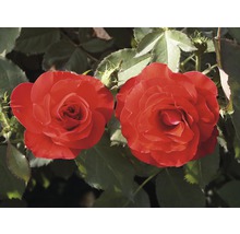 Deux fleurs de roses rouges avec des feuilles