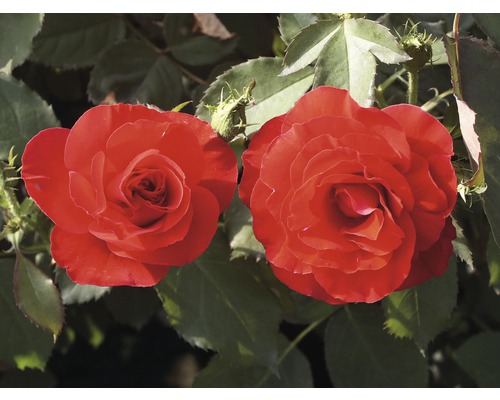 Zwei rote Rosenblüten mit Blättern