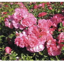 Gros plan d''un groupe de roses avec des feuilles vertes.