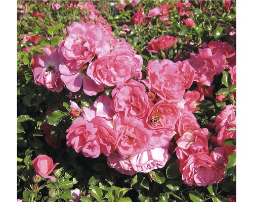 Nahaufnahme einer Gruppe von Rosen mit grünen Blättern.