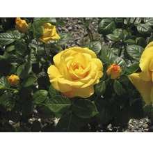 Gelbe Rosenblüten mit grünen Blättern