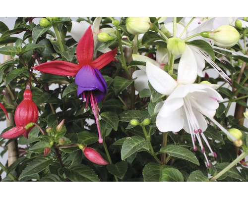 Gros plan d''un fuchsia en fleurs avec des fleurs rouges, violettes et blanches