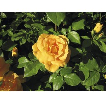 Gelbe Rose im Garten