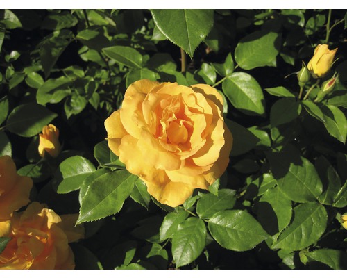 Gelbe Rose im Garten