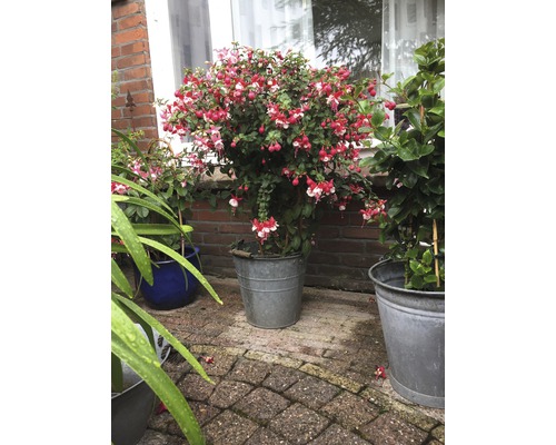 Fuchsia dans un pot métallique dans le jardin.