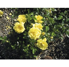 Gelbe Rosen mit grünen Blättern im Garten