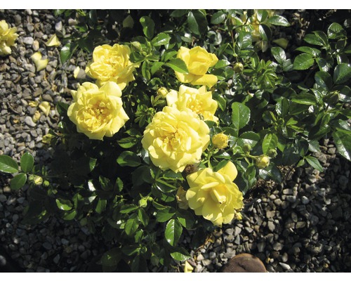 Gelbe Rosen mit grünen Blättern im Garten