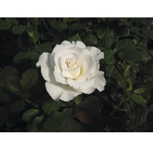 Nahaufnahme einer einzelnen weißen Rose im Garten