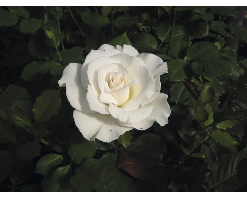 Nahaufnahme einer einzelnen weißen Rose im Garten