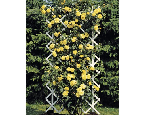 Gelbe Kletterrose an einer weißen Rankhilfe