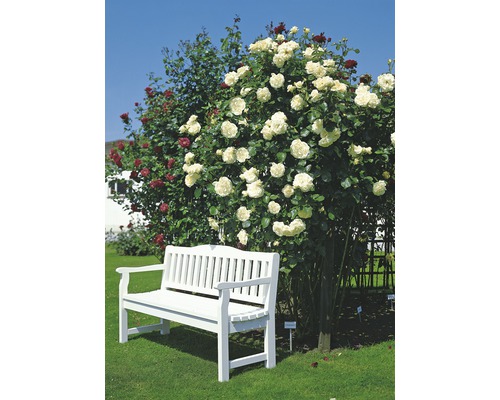 Weiße Gartenbank vor blühenden Rosenbüschen im Garten.