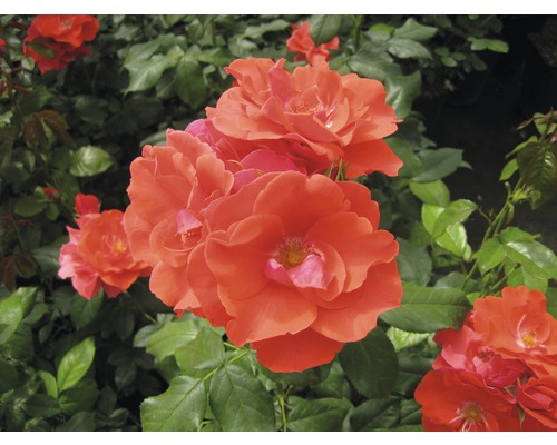 Orangefarbene Rosenblüten vor grünem Laub