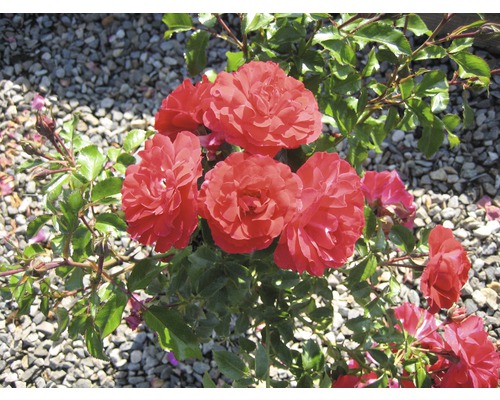 Rosier rouge avec feuilles vertes sur gravier
