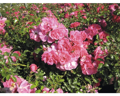 Rosier à massifs avec des fleurs roses et des feuilles vertes.