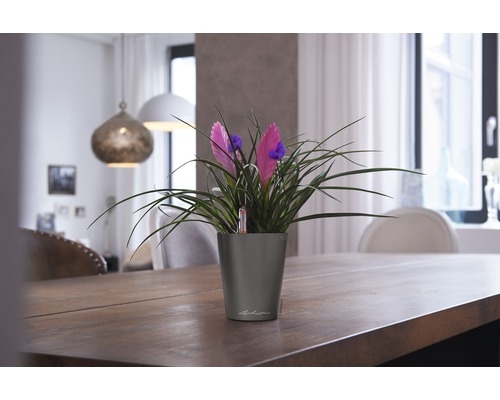 Plante d''intérieur à fleurs roses dans un pot gris sur une table en bois