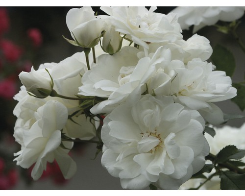 Nahaufnahme von weißen Rosenblüten
