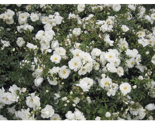 Nahaufnahme von weissen Rosenblüten im Garten.