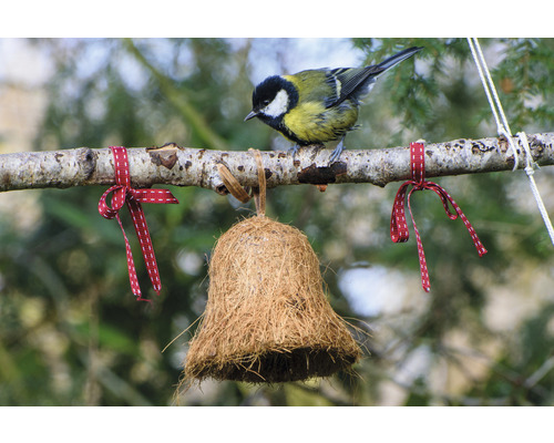 Mésange bleue sur une branche avec une cloche à nourriture