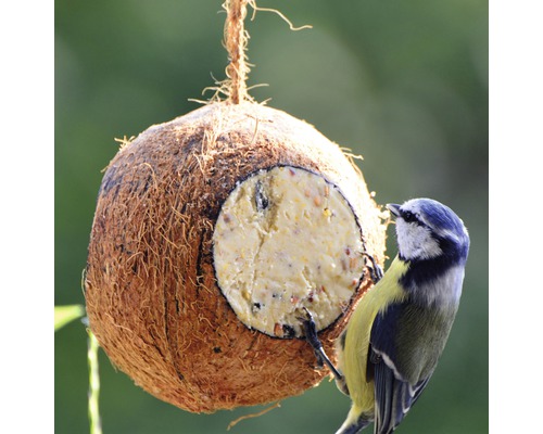 Support de boules de graisse pour mésanges en noix de coco avec mésange bleue