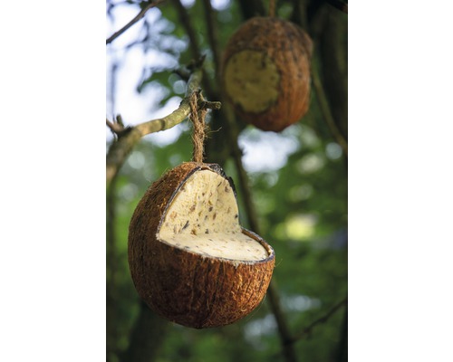 Mangeoire à oiseaux en noix de coco dans le jardin