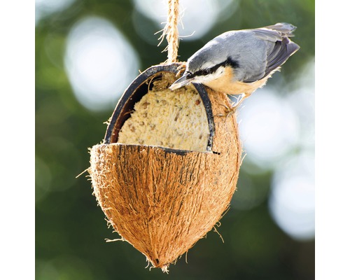 Mangeoire à oiseaux en noix de coco avec nourriture et oiseau