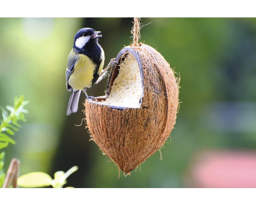 Mésange bleue à une mangeoire faite d''une coquille de noix de coco