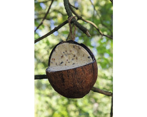 Mangeoire pour oiseaux en noix de coco avec suspension à un arbre