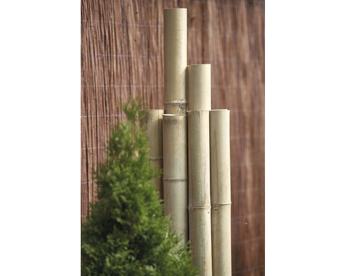 Clôture en bambou et plante verte dans le jardin