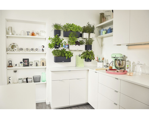 Helle Küche mit Kräutergarten an der Wand und Küchenmaschine auf der Arbeitsfläche.