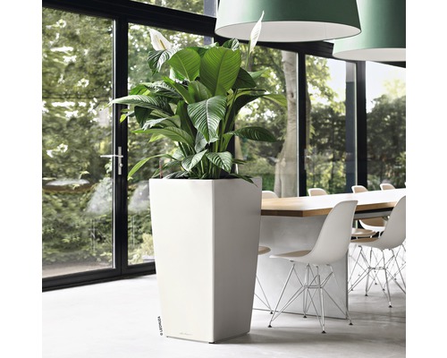 Pièce avec un grand bac à fleurs carré et une plante d''intérieur