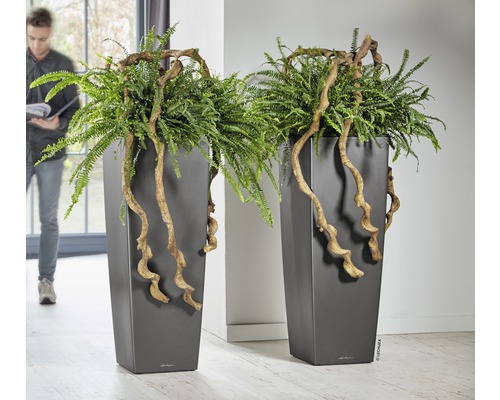 Deux grands bacs à plantes avec des fougères et des branches décoratives dans un intérieur.