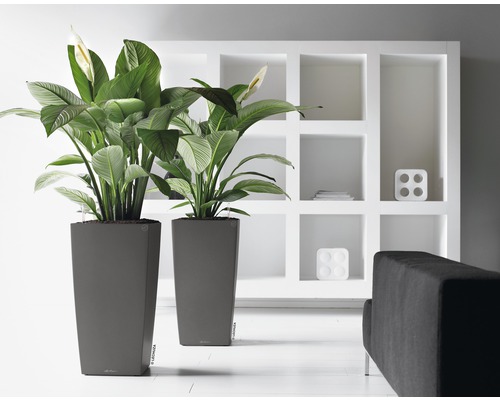 Deux hauts pots de fleurs gris avec des plantes et des fleurs blanches devant une étagère blanche