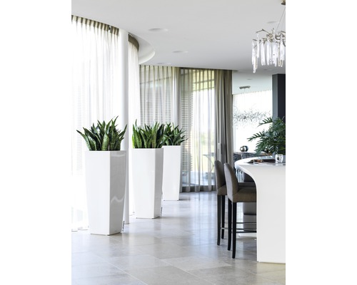 Décoration intérieure claire et moderne avec des plantes en pots