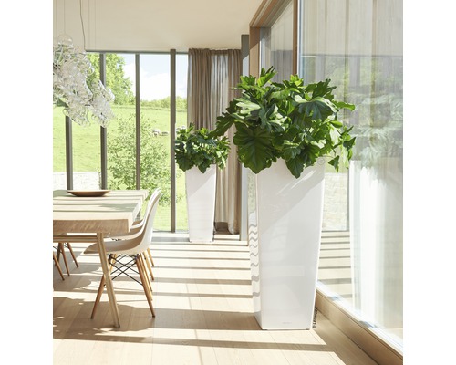 Pièce lumineuse avec deux pots de fleurs blancs et des plantes à côté d''une table à manger.