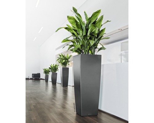 Rangée de hauts bacs à plantes avec des plantes vertes dans une pièce lumineuse.