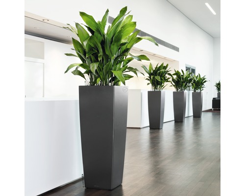 Rangée de grands bacs à plantes avec des plantes vertes dans une pièce