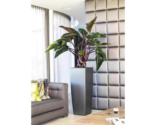 Photo d''intérieur d''un salon avec une plante dans un pot de fleurs haut et carré