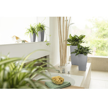 Salle de bain avec plantes dans des bacs à fleurs gris